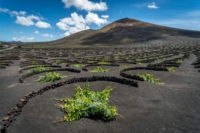 The best wines of the Canary Islands are grown in La Geria.